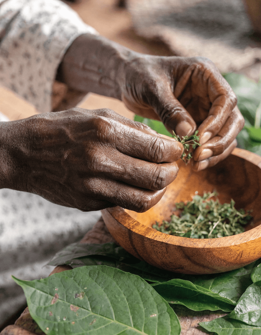 Mains d'un herboriste préparant des remèdes à base de plantes, Bénin