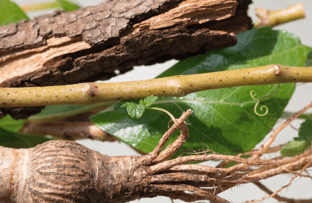 Plantes médicinales, racines et écorces